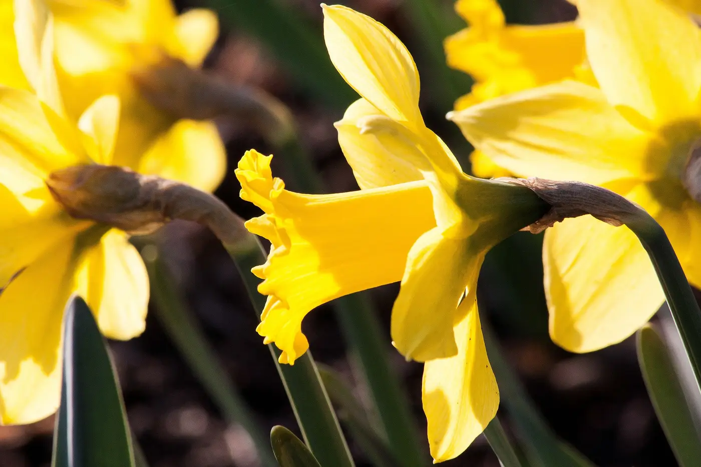 narcissus-pseudonarcissus-290244_1920