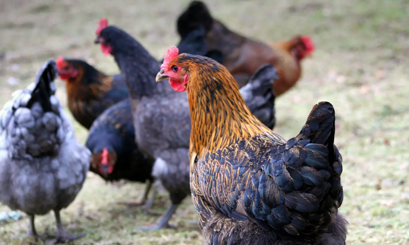 C Home Hens