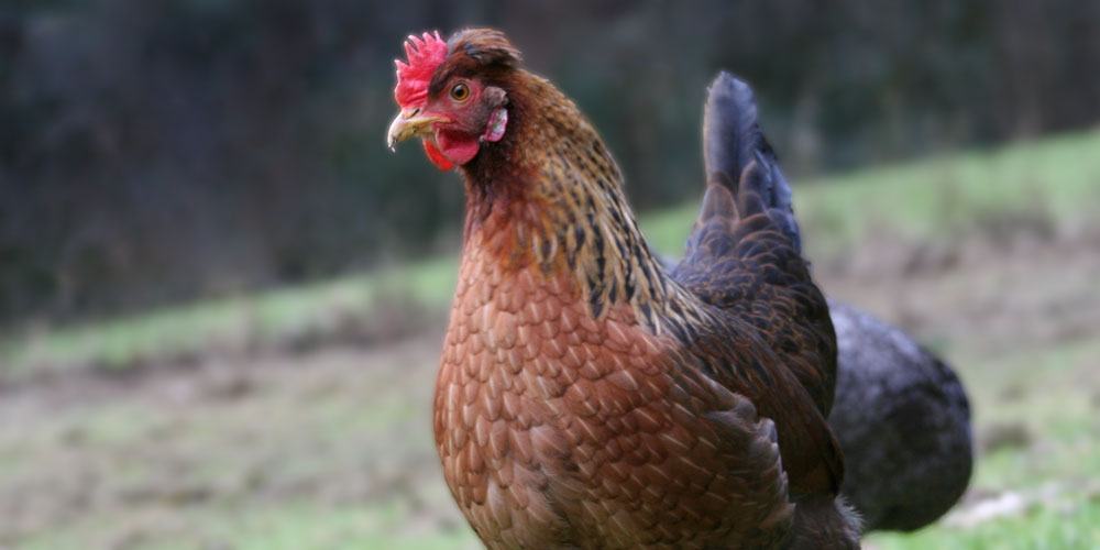 cuilanduin-hen