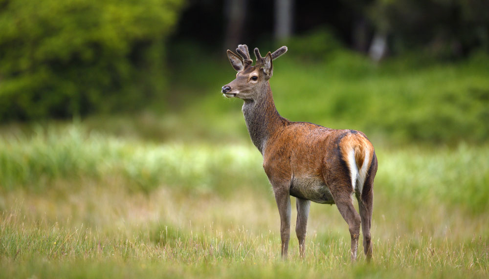 Deer