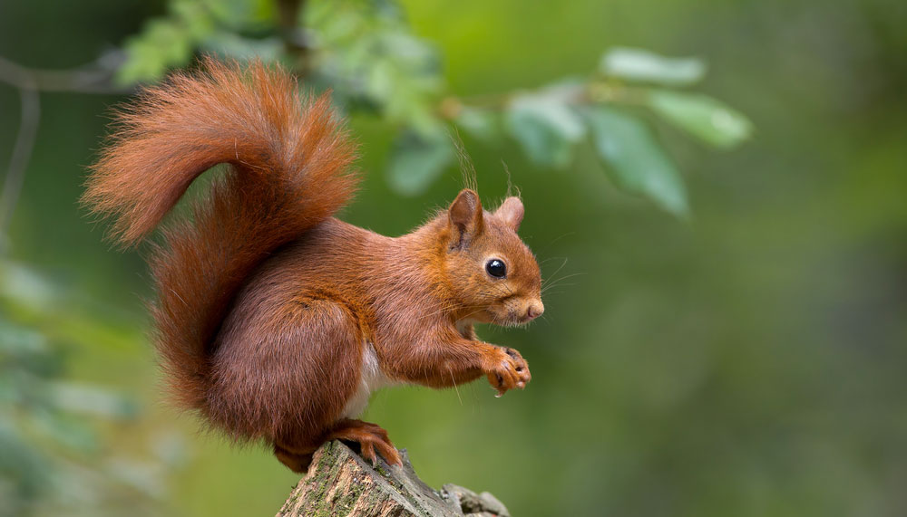 Squirrel